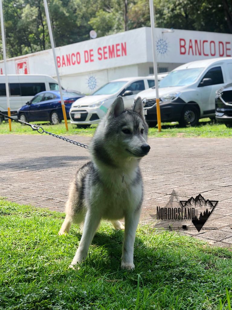 Photo of Snowhills Nordics Grey