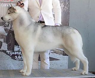 Photo of Koba’s Snowfall’s Tu Fresh Y Yo Cool