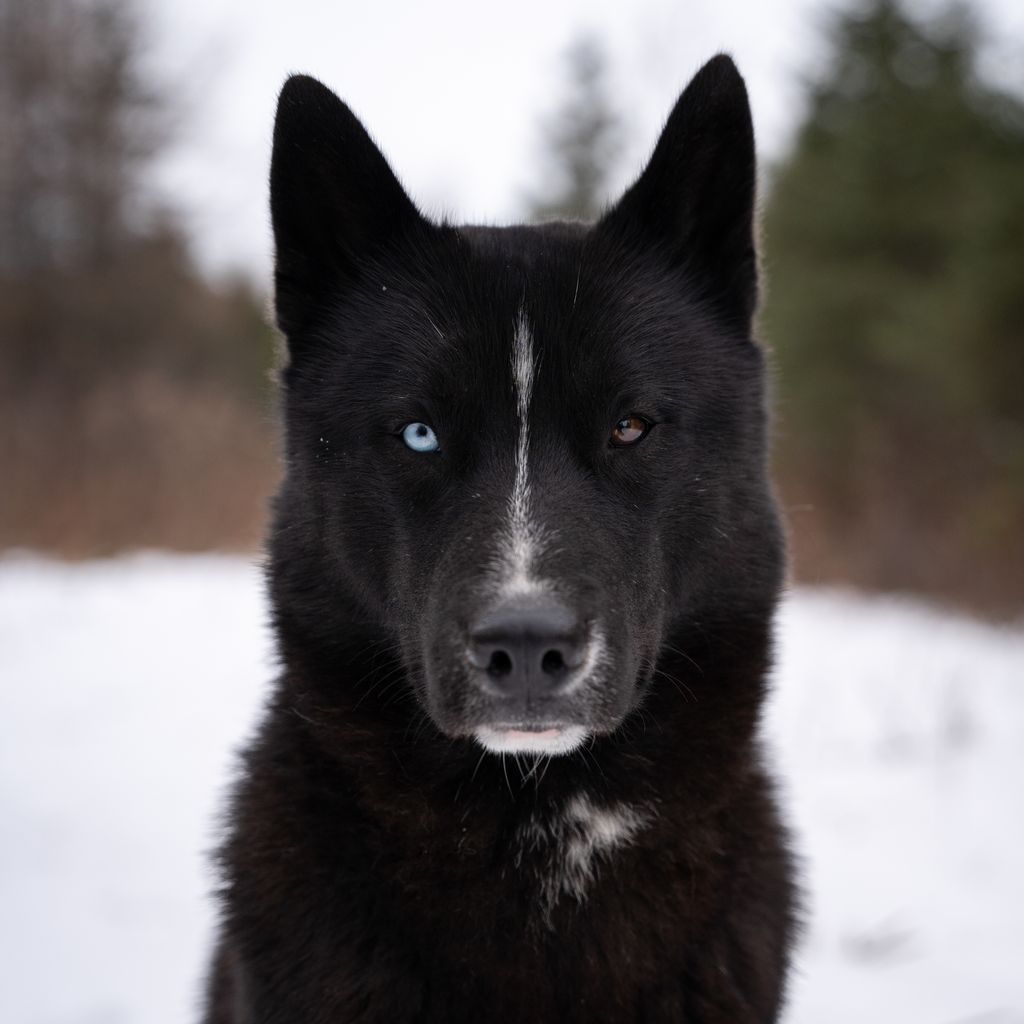 Photo of Arcticsun's Falko
