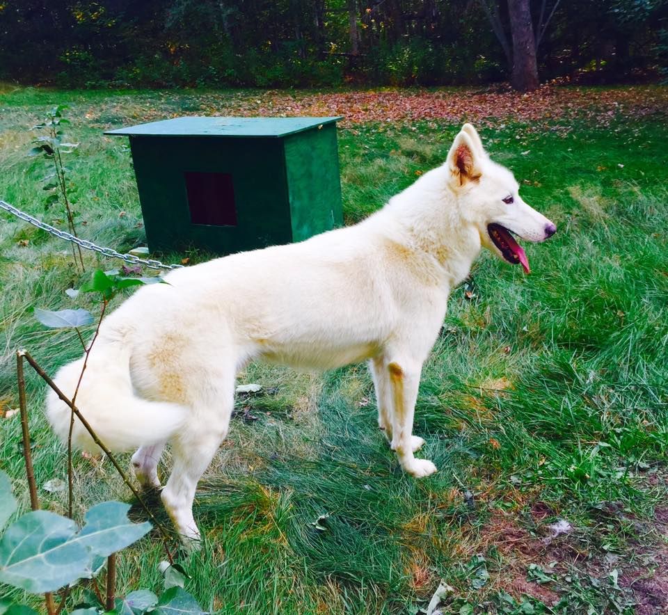 Photo of Deer Creek’s Polar Bear