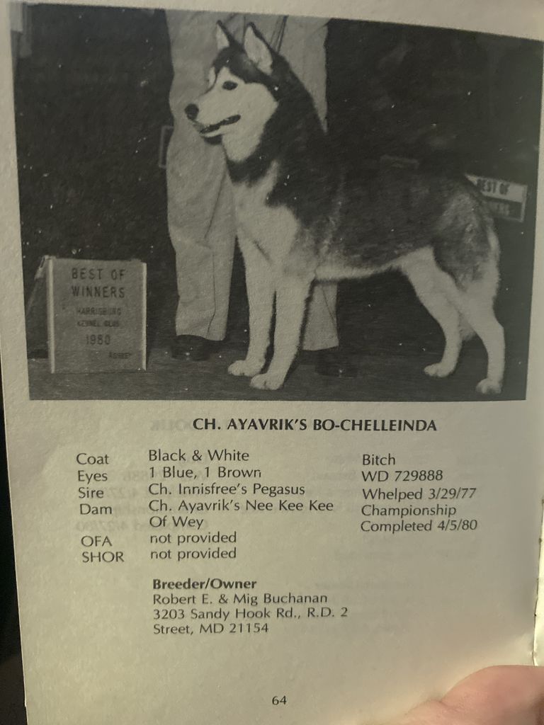 Photo of Ayavrik’s Bo-Chelleinda