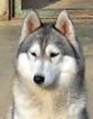 Photo of Airwild’s Young Lady in the Moonlight