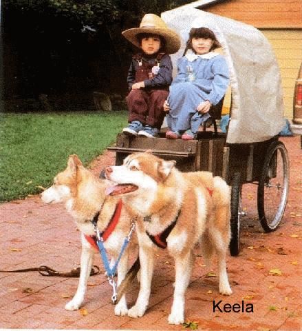 Photo of Keekawa’s Keela