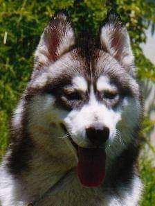 Photo of Jentol Whispering Jak