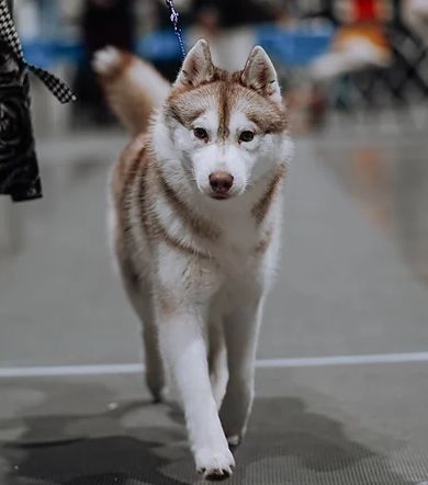 Photo of Kalara’s Fierce By Temptation