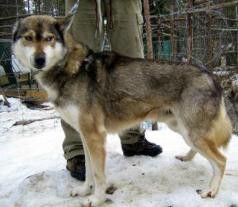 Photo of Polar Speed Wiren