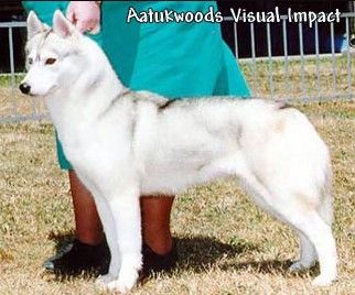 Photo of Aatukwoods Visual Impact