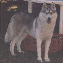 Photo of Timberwolf Of Artic Sun