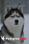 Photo of Enara