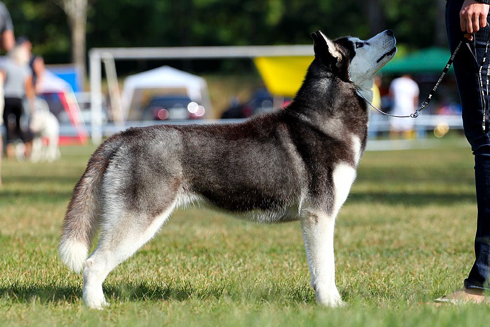 Photo of Siberian Miracle Ann Queen Of The Hearts