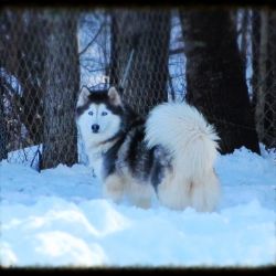 Photo of Sitka MySiberianHusky