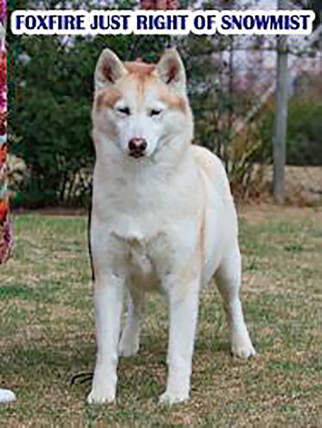 Photo of Foxfire Just Right Of Snowmist