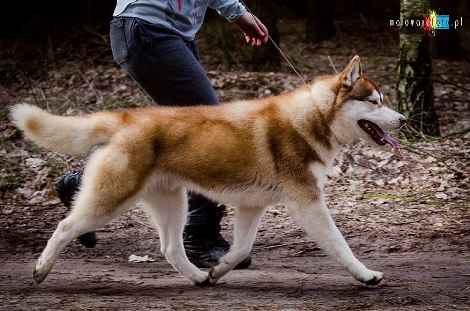 Photo of UN SEUL UNIQUE Dwie Korony