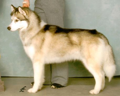 Photo of Debalys Bentley