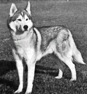 Photo of Forstal’s Togo of Asturias