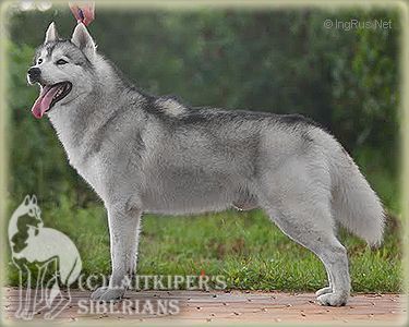 Photo of Sheytan’s Beauty Cocorico