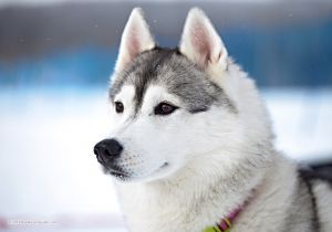 Photo of Arctic Magic Silver Moon