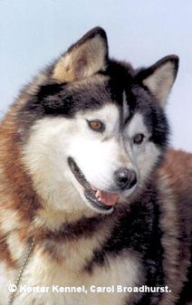 Photo of Kortar’s Karolina