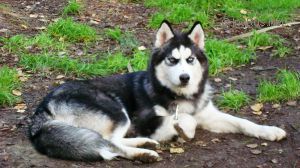 Photo of Hanna Siberian