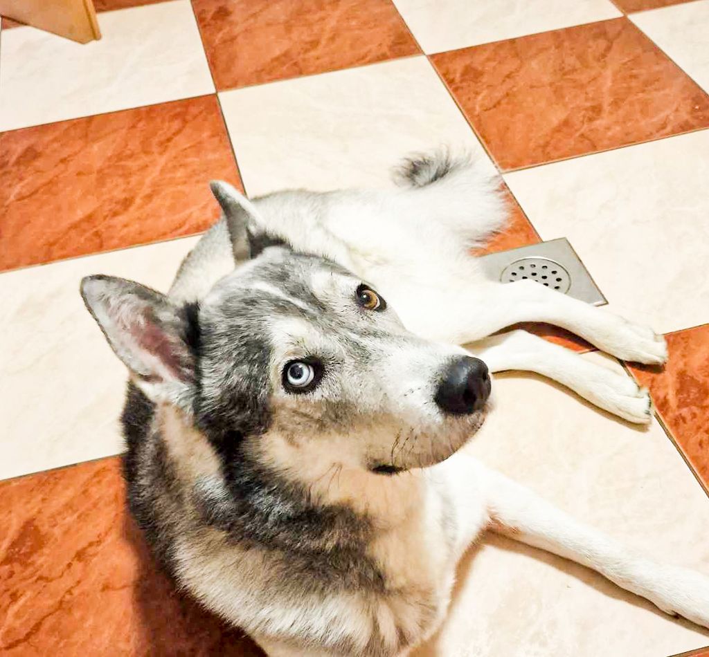 Photo of A-Klaus