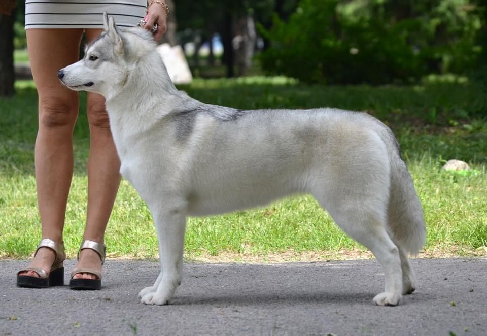 Photo of Ecstasy Pride Of Siberia