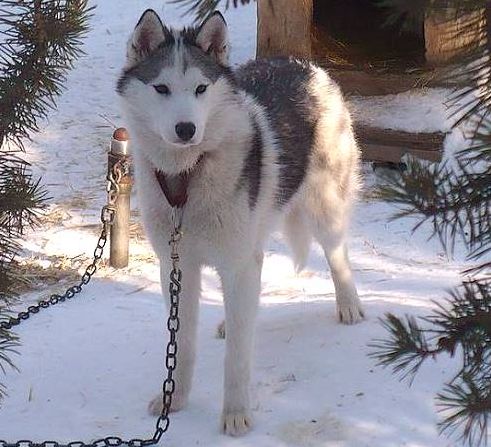 Photo of Northwapiti’s Daisy Duke