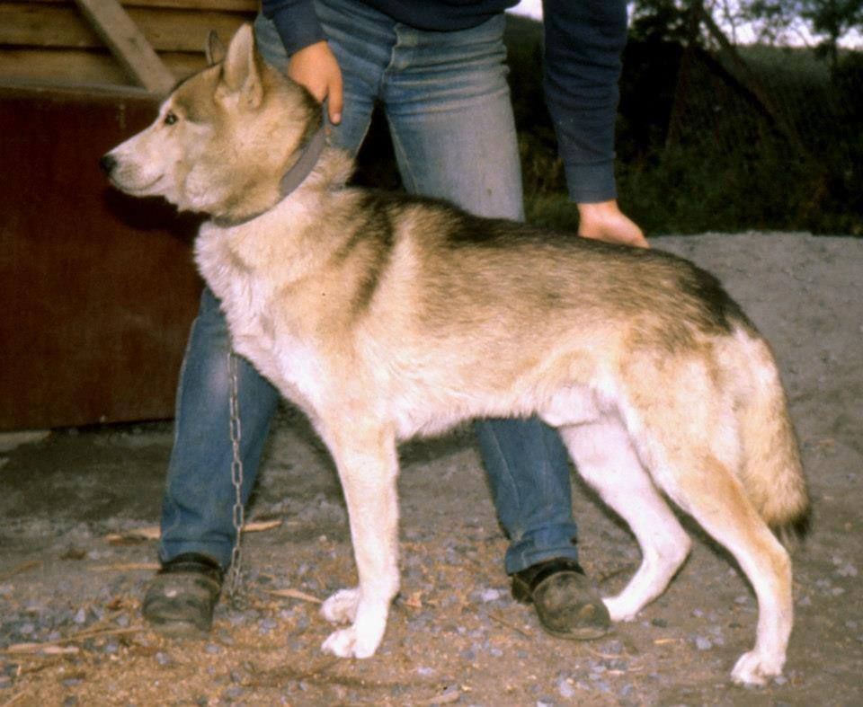 Photo of Fox av Vargevass-A