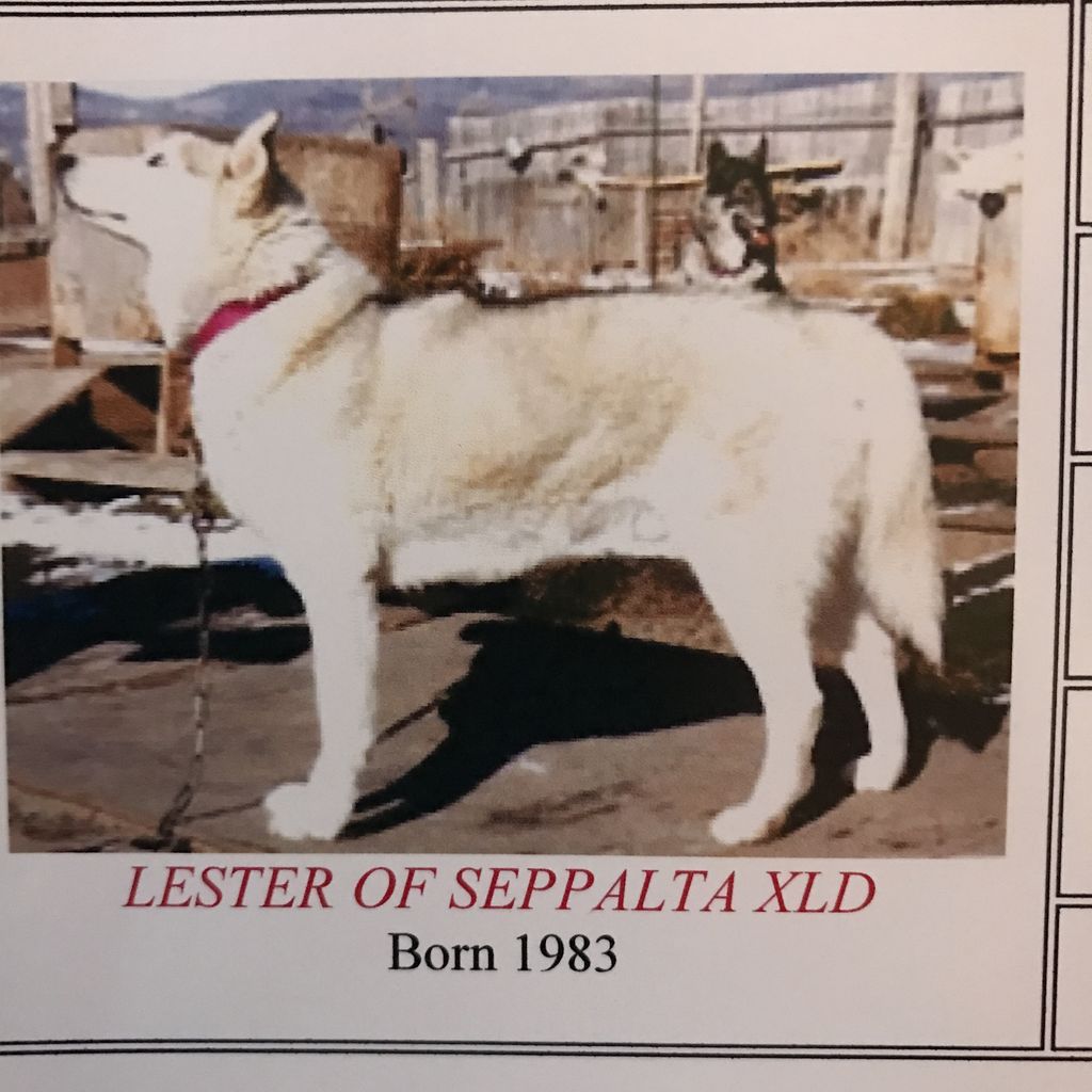 Photo of Lester Of Sepp-Alta