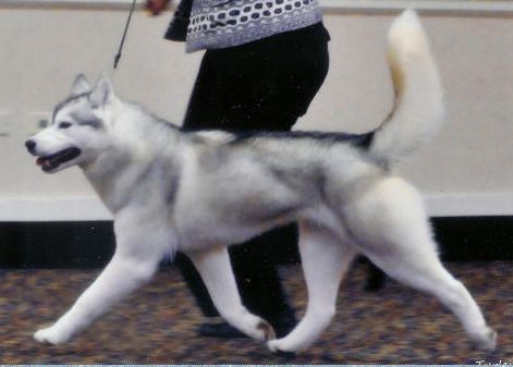 Photo of Highlander’s Diamonds R’Furever