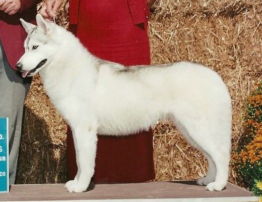 Photo of Nanook’s Silverdust Star