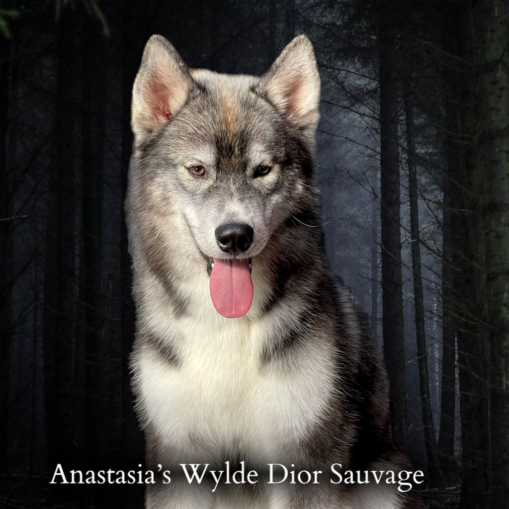 Photo of Anastasia’s Wylde Dior Sauvage