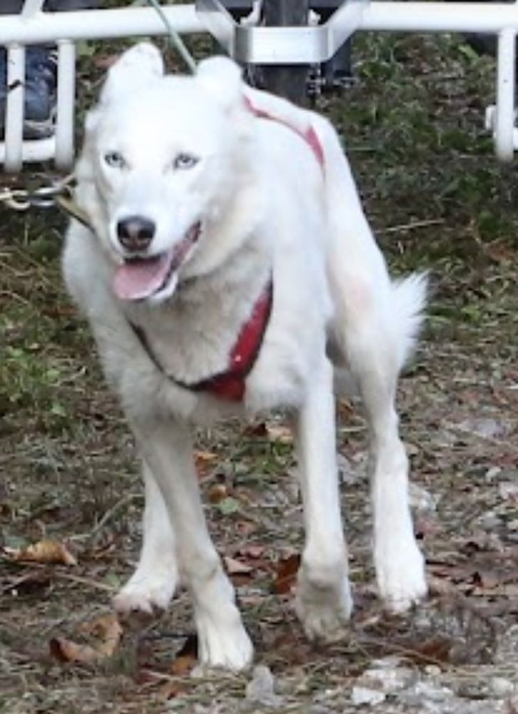 Photo of Il colle siberiano kennel's Kelly
