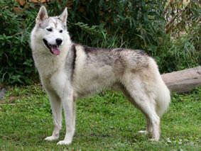 Photo of Fenrisulven Ask