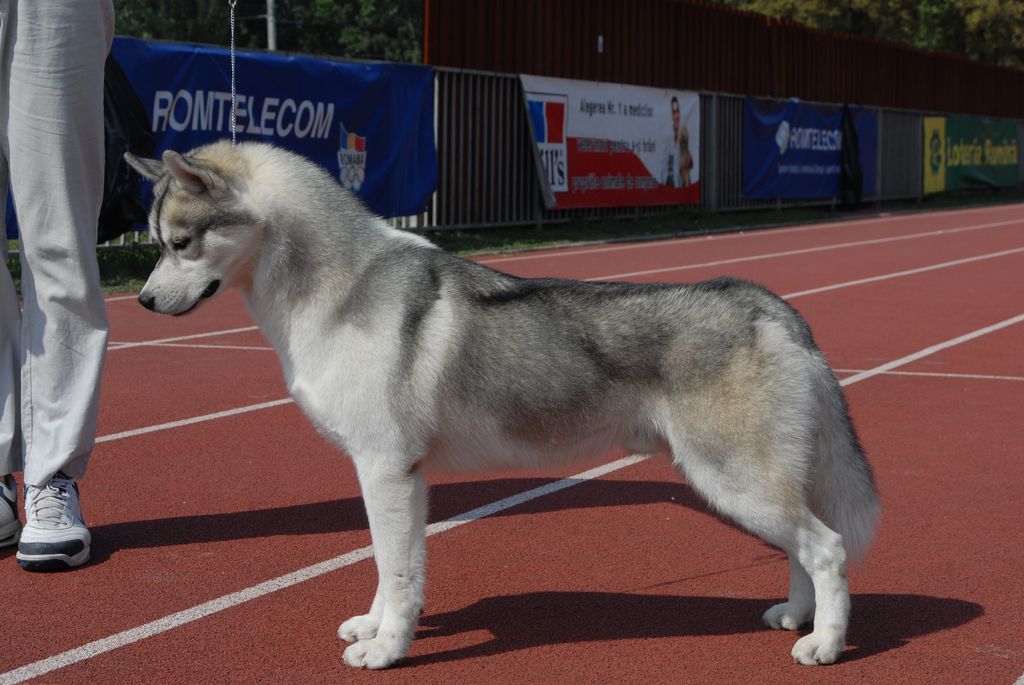 Photo of Tango Of Silverlight