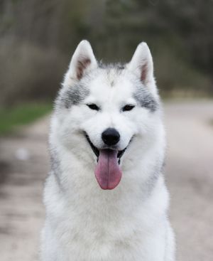 Photo of Husky Haven Honey Sweet Melon