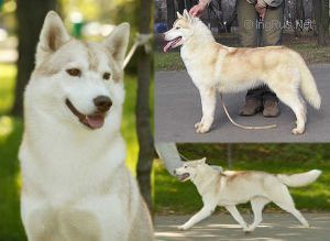 Photo of Kristari’s Tya Of Wolf Point