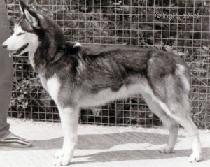 Photo of Forstal’s Laska