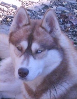 Photo of Bandit Du Chalet des Edelweiss