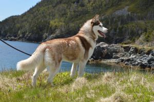 Photo of Shapali N’ MystiqueDog’s Alasha