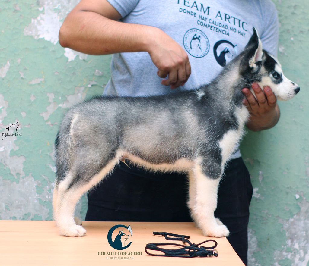 Photo of AYAX EL GRANDE COLMILLO DE ACERO