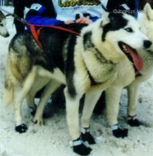 Photo of Alaskan’s Mageik Of Anadyr