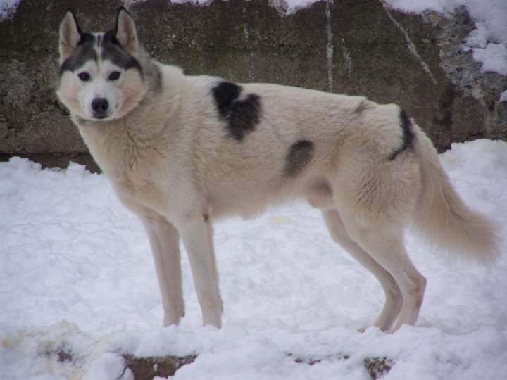 Photo of Alaskan’s Koriakskiy of Anadyr