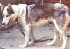 Photo of Alma Of Sepp-Alta
