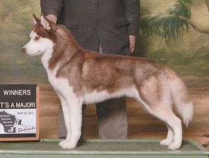 Photo of Qudos Redd Dragon