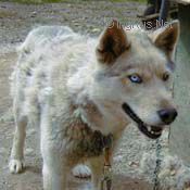 Photo of Alaskan’s Joni Of Anadyr