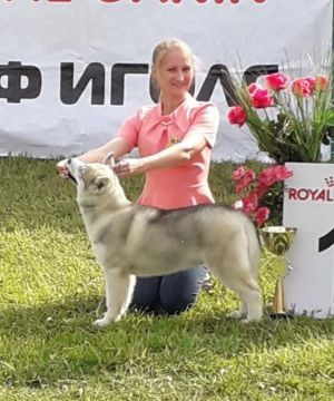 Photo of Husky Haven Hank Williams
