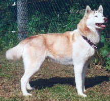 Photo of Sweet Katchina’s Furyane