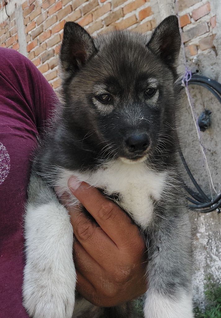 Photo of Kiska