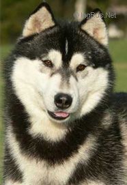 Photo of Karnovanda’s Artemis