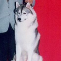 Photo of Coldspot’s Like A Rok